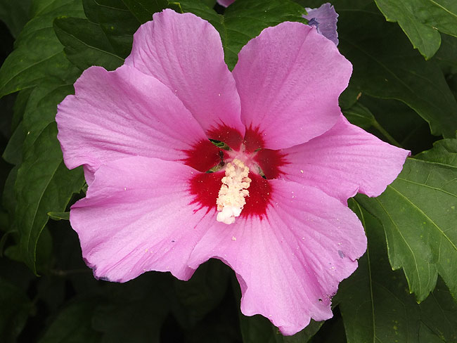 image/hibiskusblomst-573.jpg