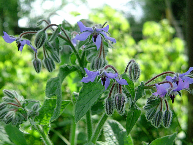 image/hjulkrone_blomst-07.jpg