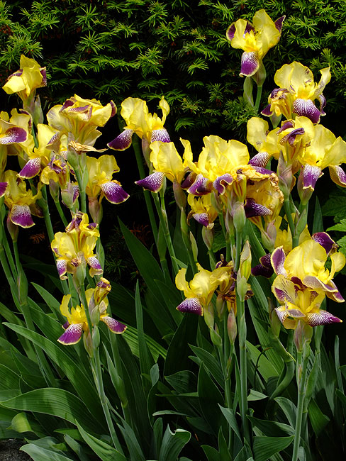 image/iris-651.jpg