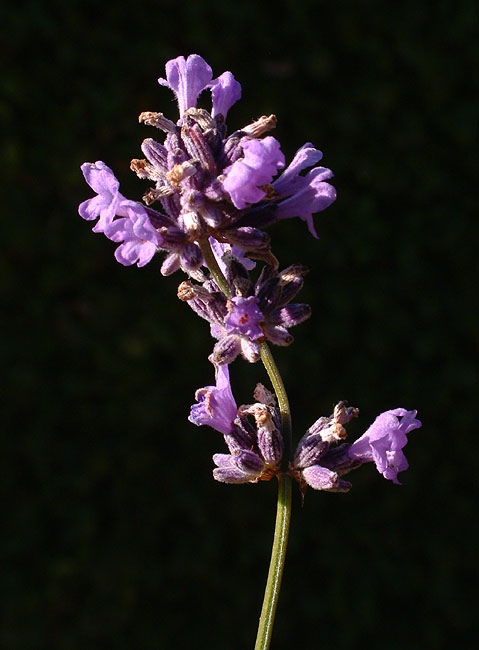 image/lavendel-08.jpg