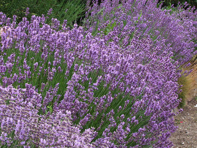 image/lavendel-10.jpg