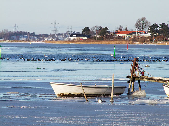 image/fugle_roskilde_fjord-443.jpg