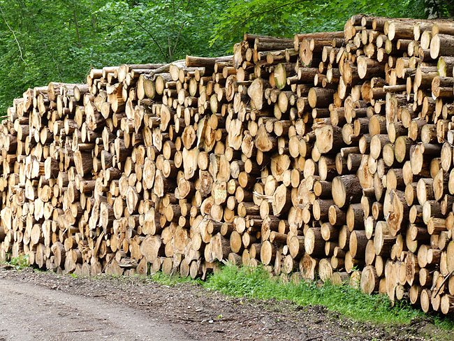 image/skovhugst-45.jpg