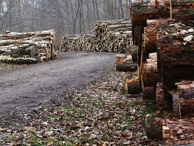 image/skovhugst-62.jpg