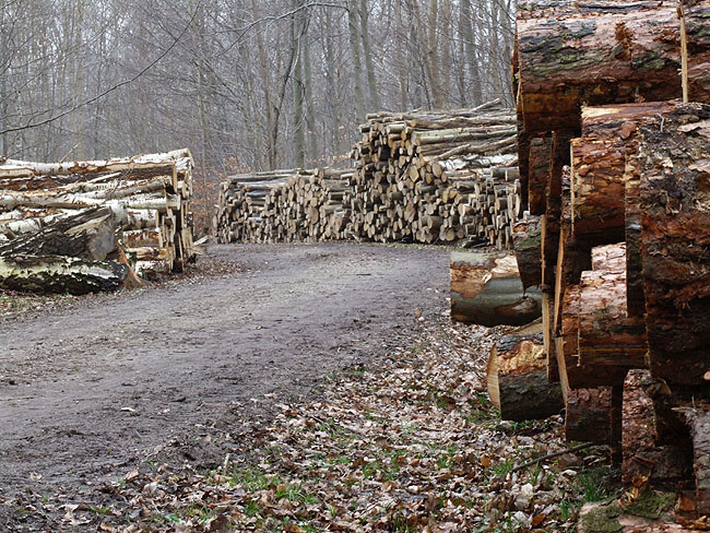 image/skovhugst-63.jpg