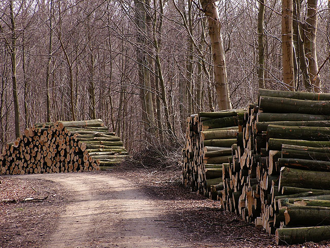 image/skovhugst-96.jpg