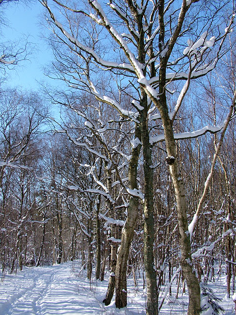 image/vinter_i_skoven-30.jpg