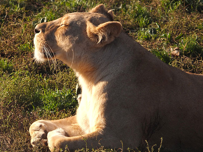 image/odense_zoo-1826.jpg