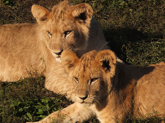 image/odense_zoo-1864.jpg