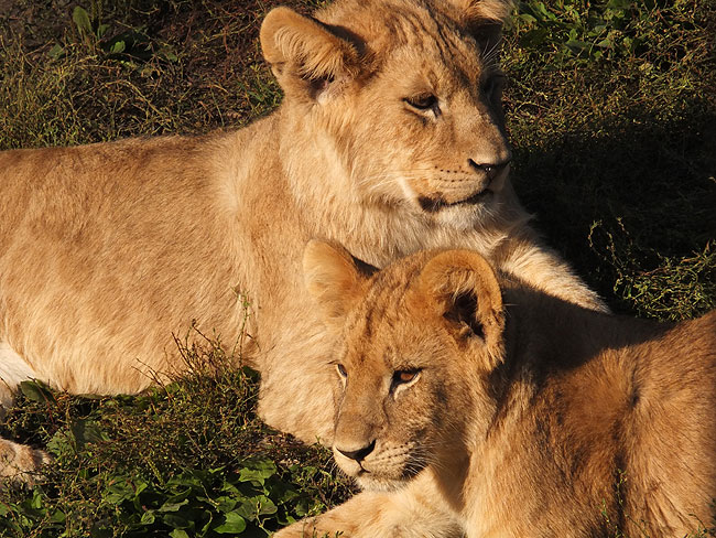 image/odense_zoo-1866.jpg