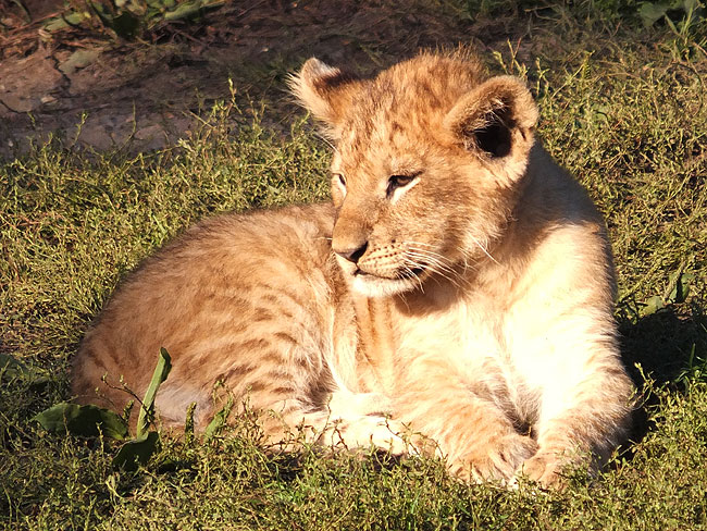 image/odense_zoo-1873.jpg