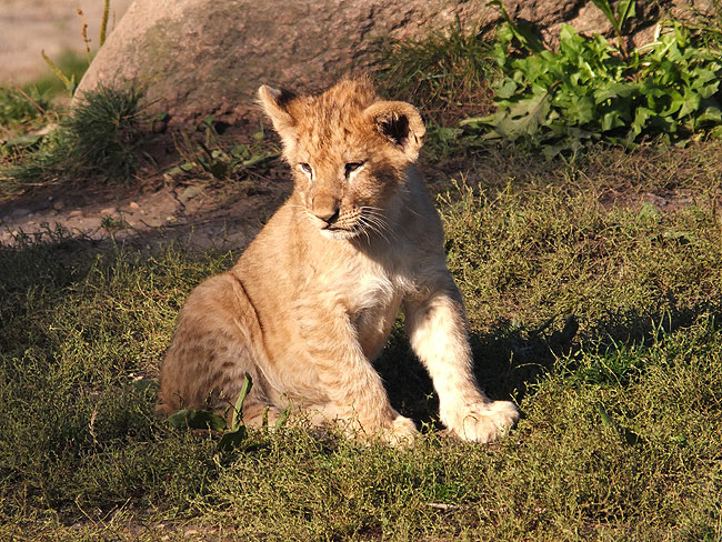 image/odense_zoo-1876.jpg