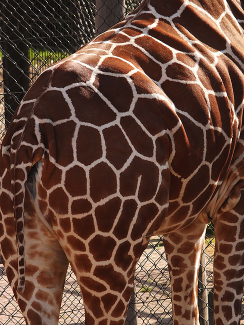 image/odense_zoo-1948.jpg