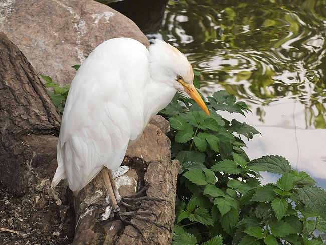 image/odense_zoo-2207.jpg